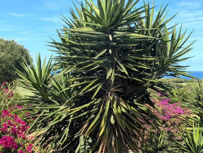 Garten von Einfamilien-Reihenhaus zur Miete in La Alcaidesa mit Klimaanlage, Heizung und Privatgarten