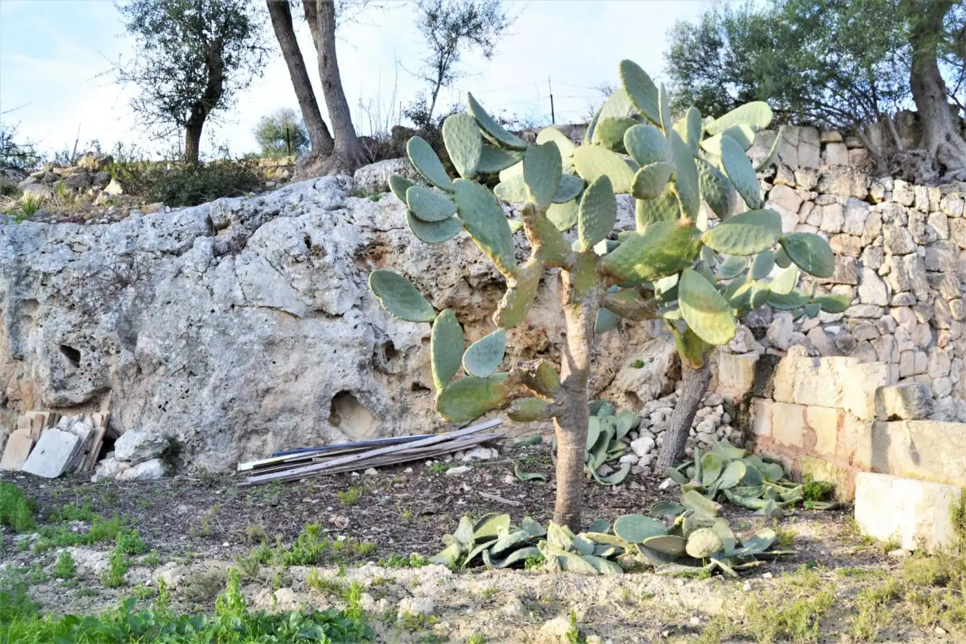 Garten von Country house zum Verkauf in Muro