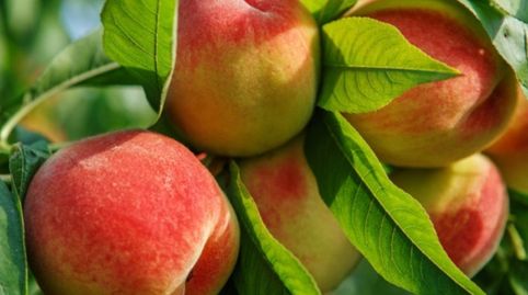 SE VENDE FINCA EN PLENA PRODUCCIÓN FRUTALES, imatge 3