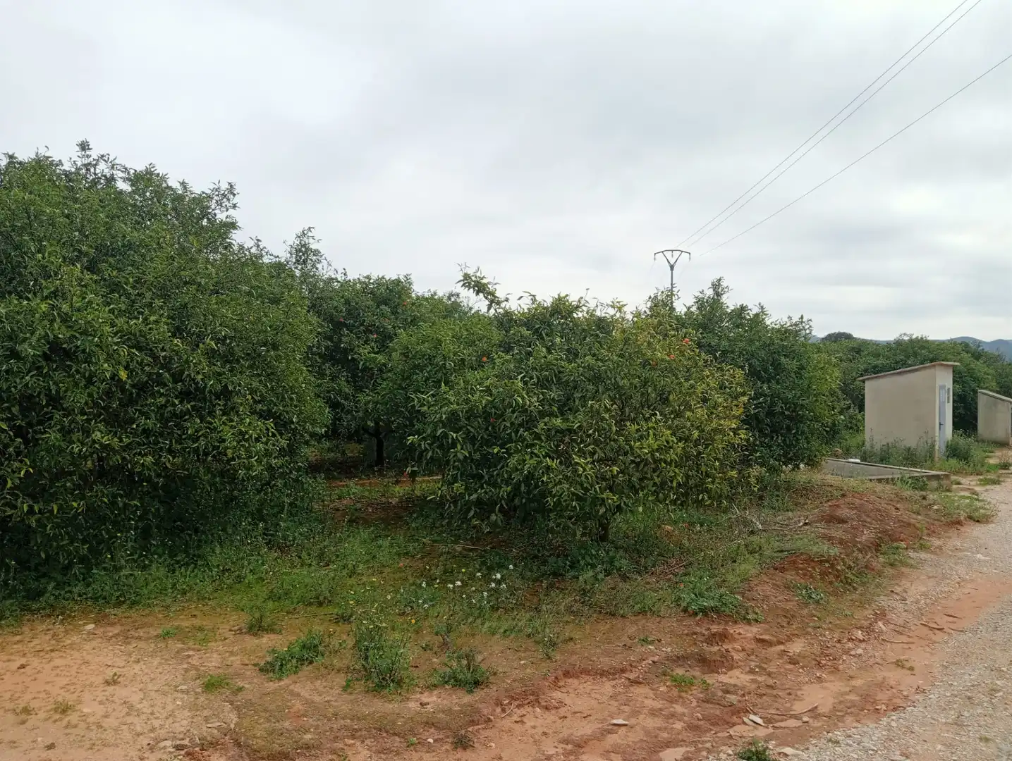 Terreny rústic en venda a Partida de la Serratella, imagen 8