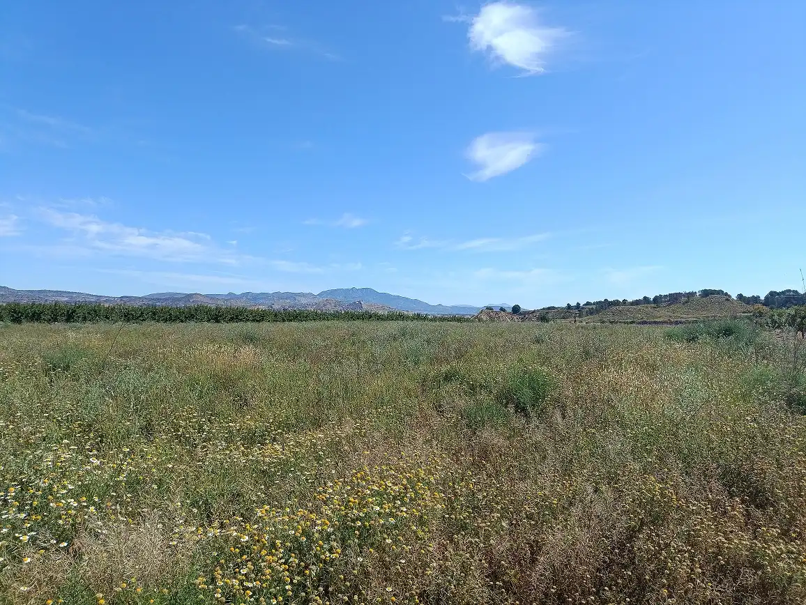 Lands and plots for sale in Mula, imagen 12