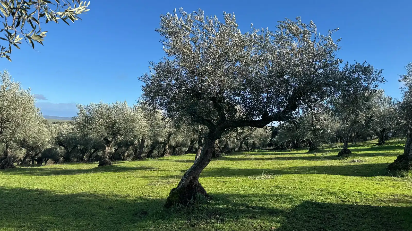 Terreni e lotti in vendita a Valencia de Alcántara, imagen 21