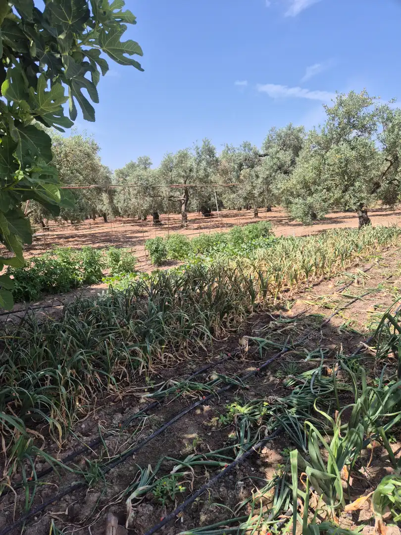 Garten von Residential zum Verkauf in Utrera