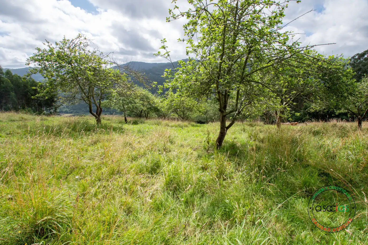 Casa o xalet en venda en Villaviciosa amb Jardí privat i Traster