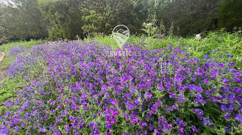 Finca Rustica en Cruz de Tierno, immagine 2