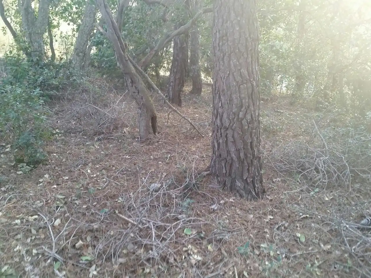 Terrenos y solares en venta en Serra Brava, imagen 6