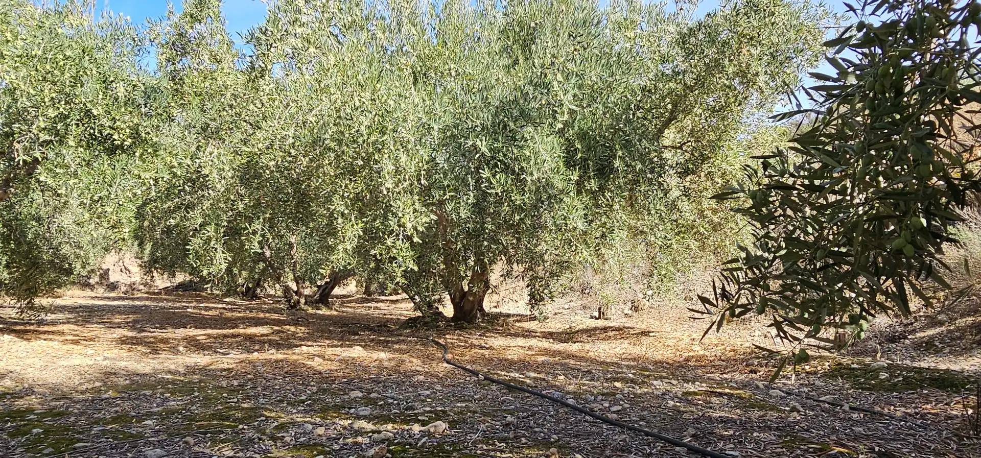 Terreno en venta en Bentarique