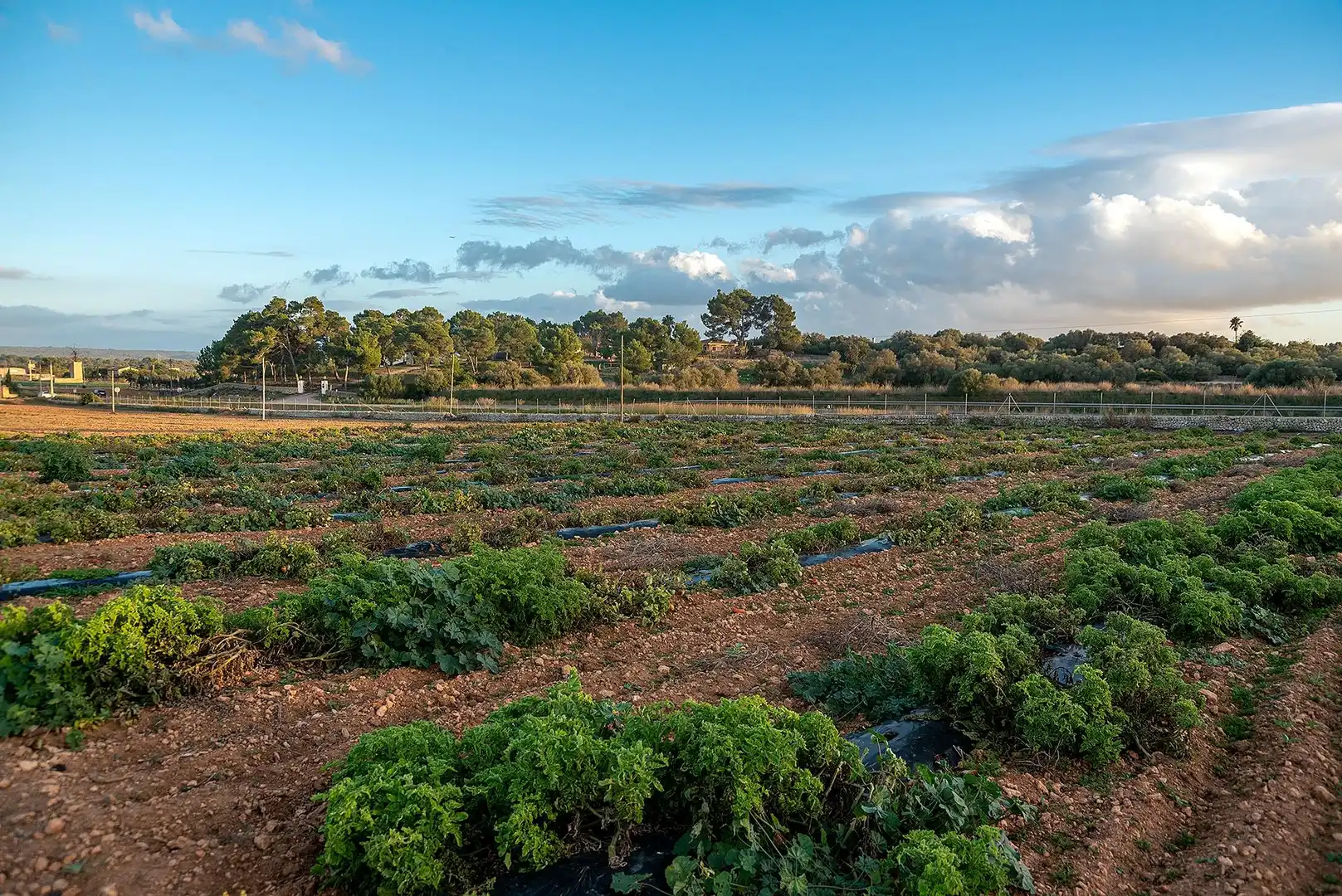 Jardín de Finca rústica en venta en  Palma de Mallorca con Calefacción, Jardín privado y Terraza