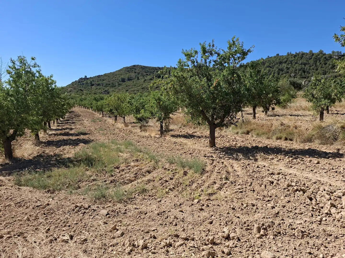 Terreno en venta en Maella