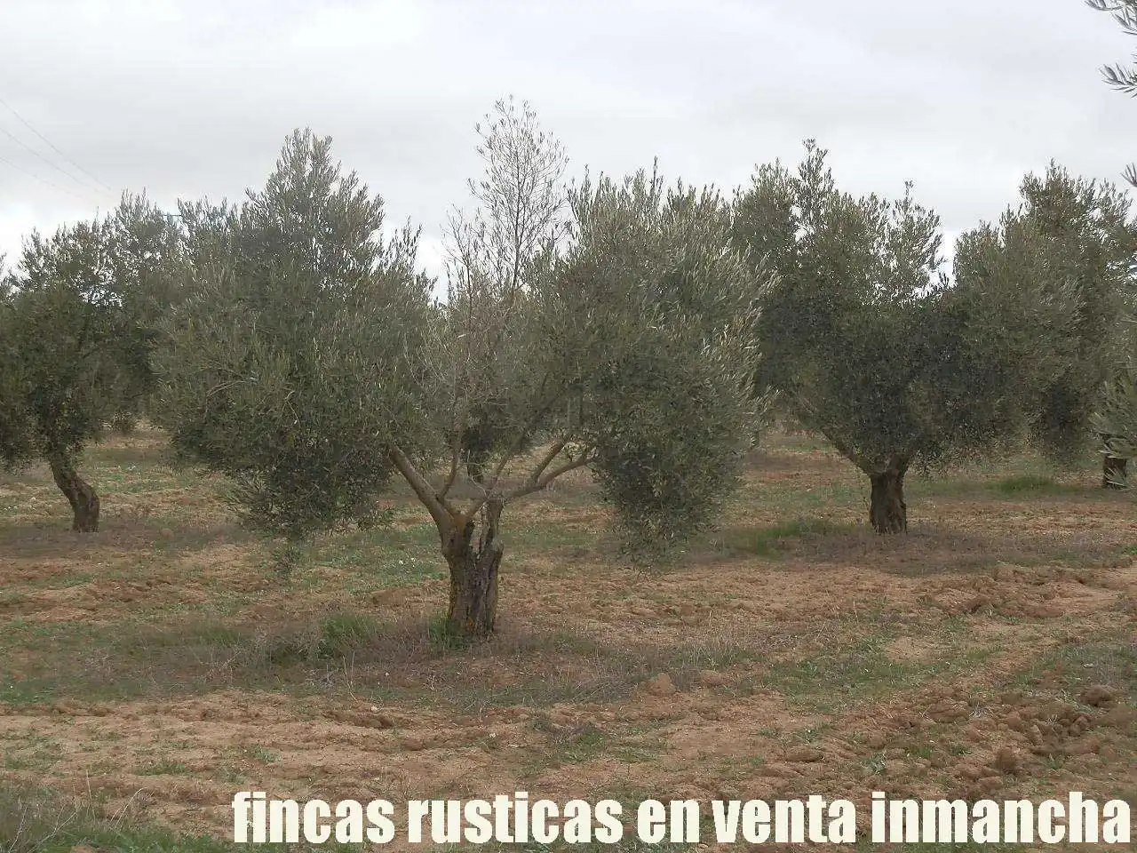 Terreno rustico in vendita a Campo de Criptana, imagen 14