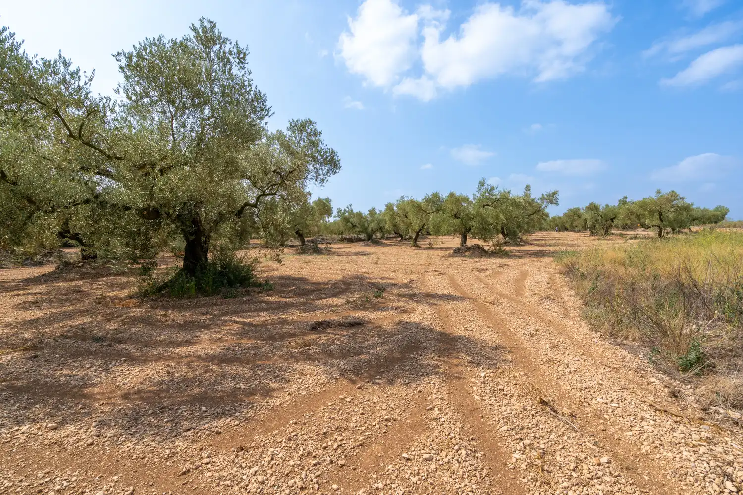 Rustikales Grundstück zum Verkauf in Camí Miliana, imagen 4