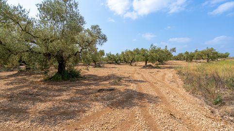 Finca rústica completamente plana con olivos y buen acceso., immagine 4