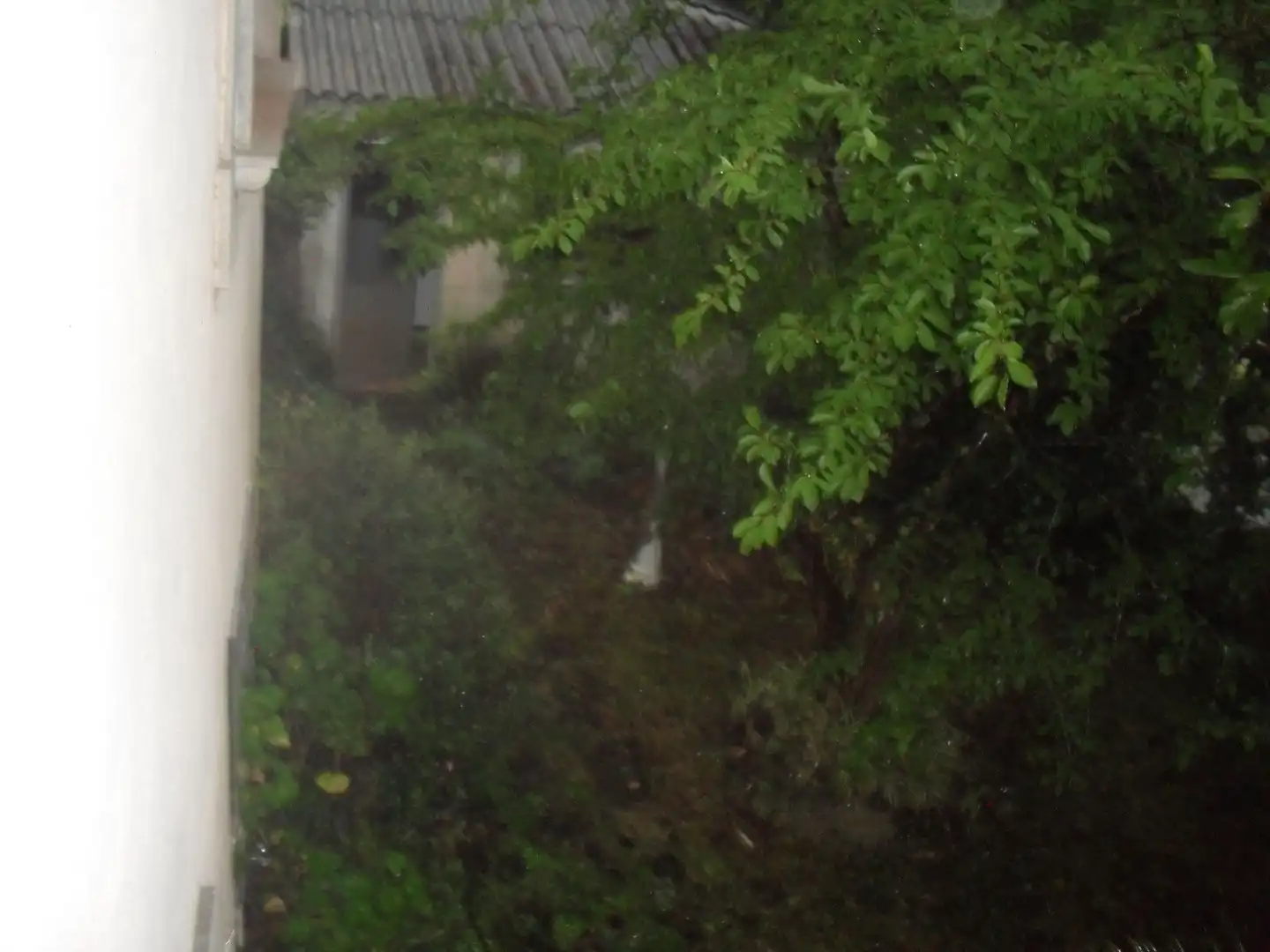 Jardí de Casa o xalet en venda en Vigo  amb Jardí privat, Terrassa i Balcó