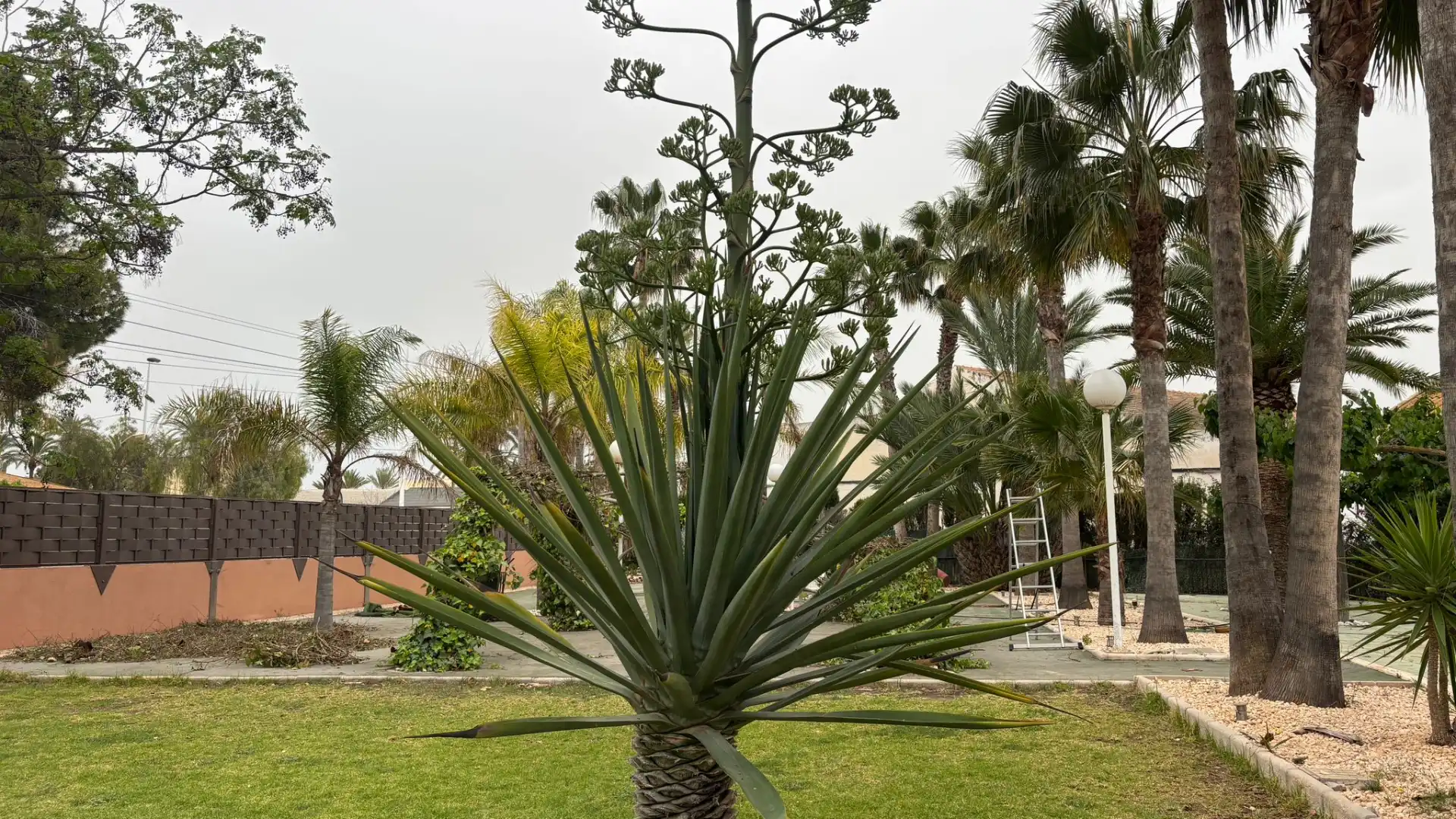 Jardí de Casa o xalet en venda en Elche / Elx amb Jardí privat, Terrassa i Piscina