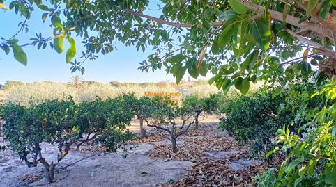 Foto 4 de Casa o xalet en venda a La Marina, Elche / Elx