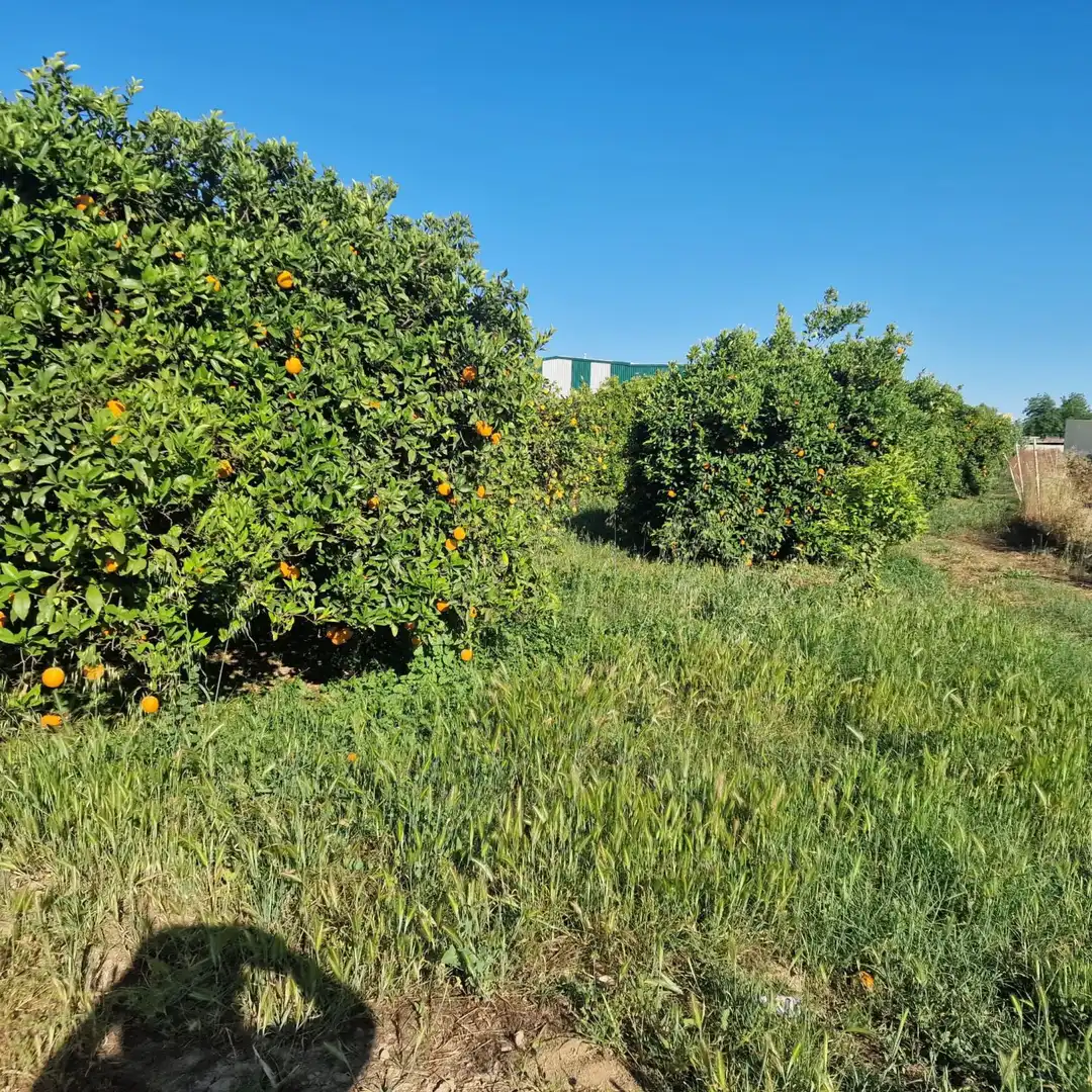 Finca rústica en venta en Alhaurín de la Torre