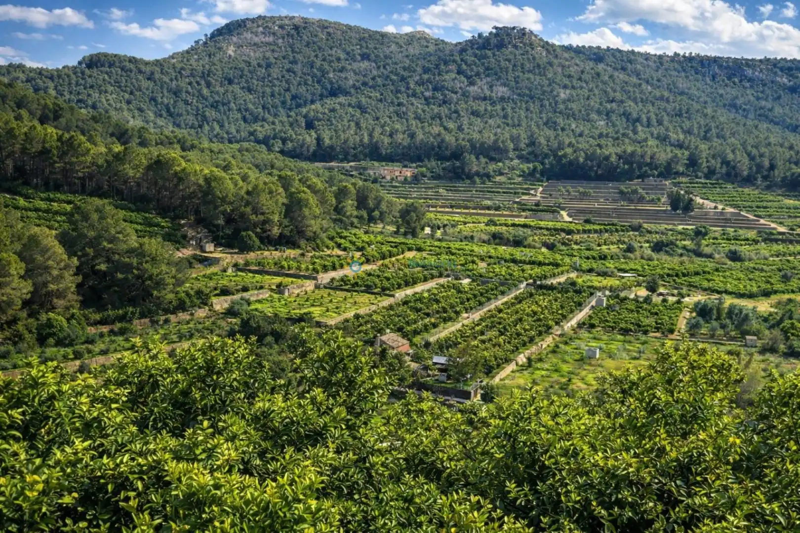Jardí de Casa o xalet en venda en Alfauir amb Jardí privat, Terrassa i Forn
