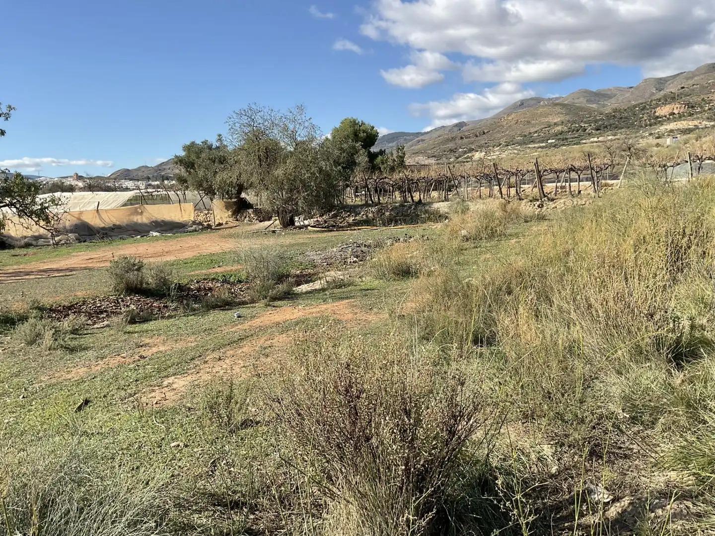Land for sale in Padules