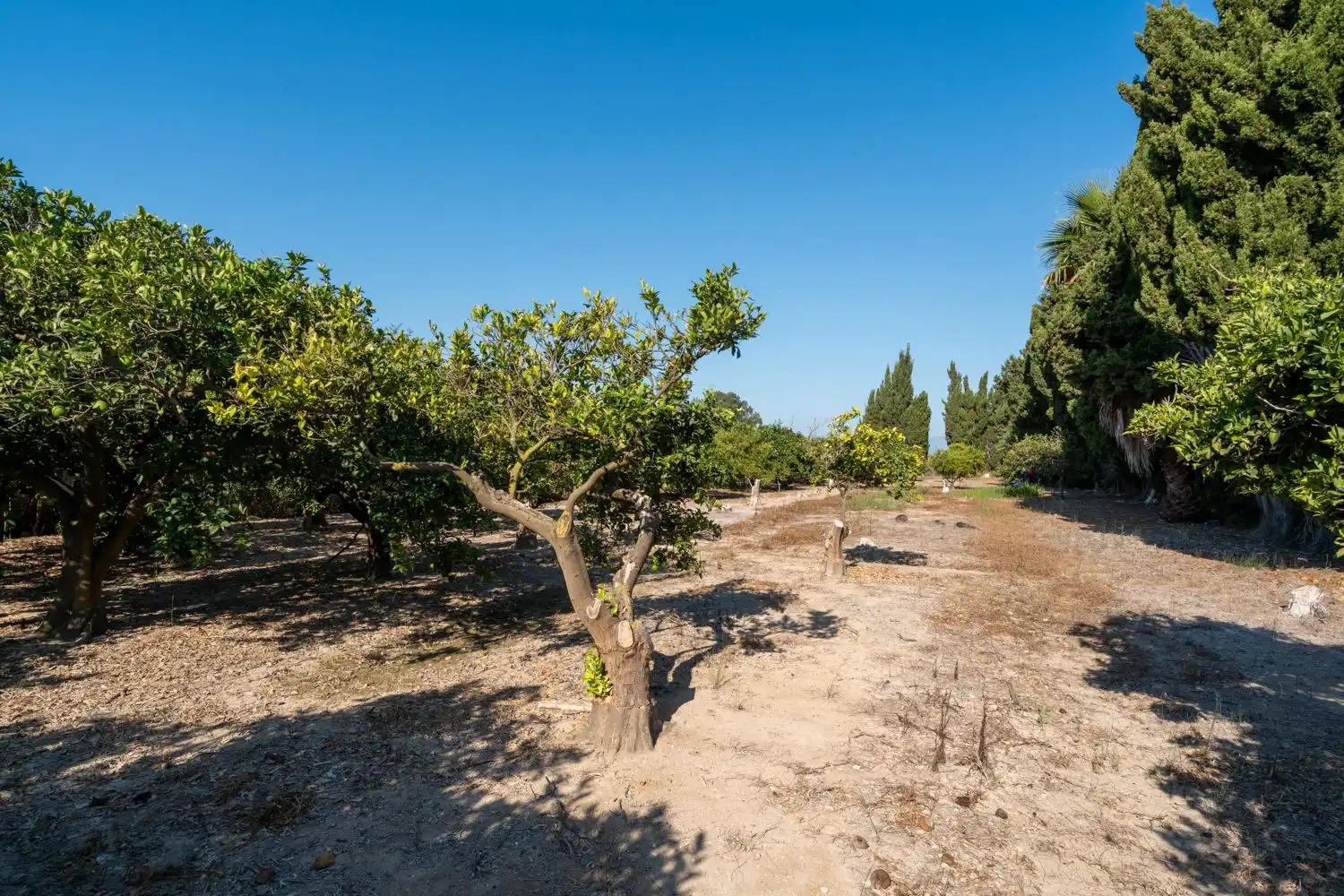 Rural land for sale in Deltebre, imagen 6
