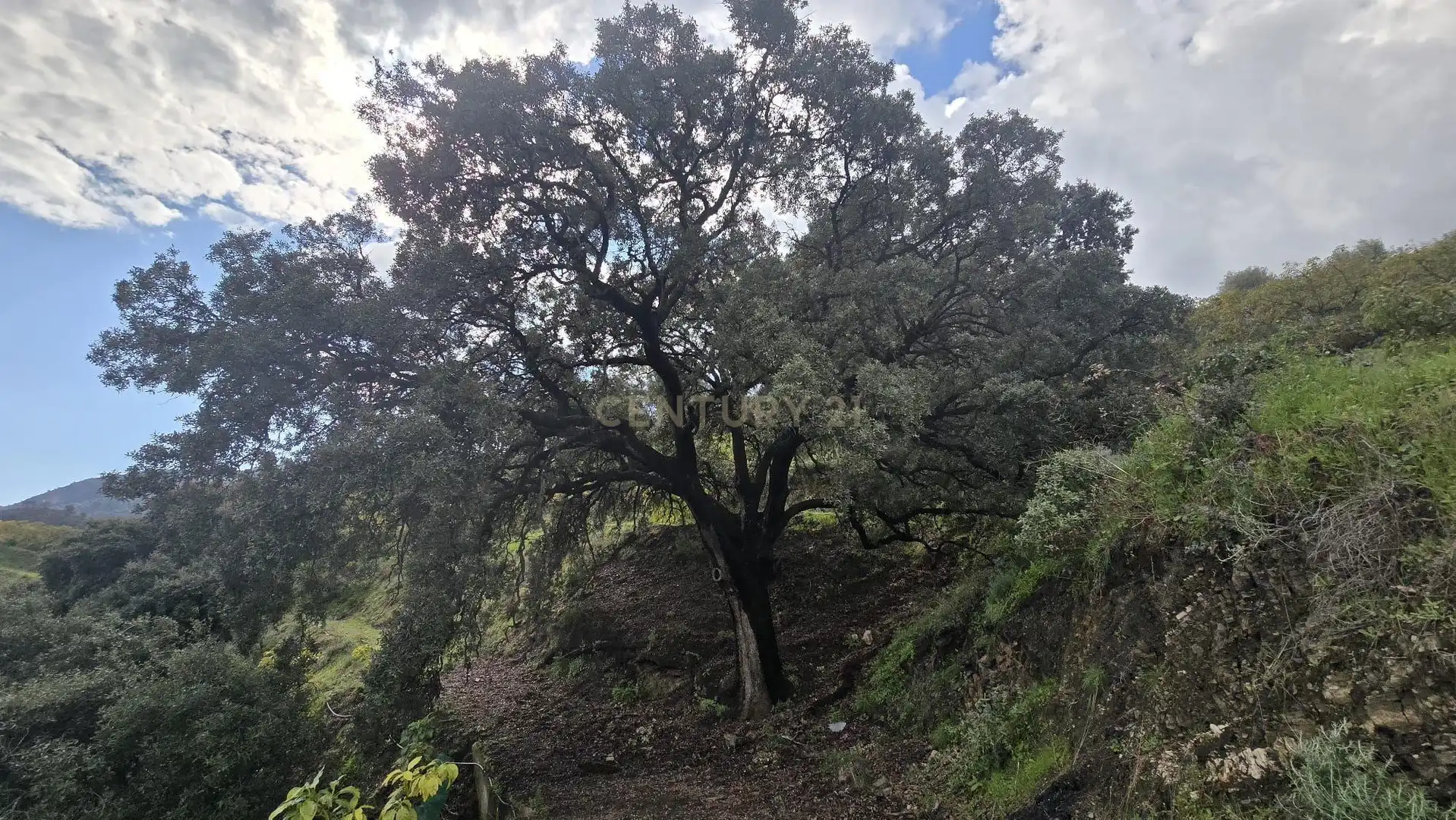 Terreno rustico in vendita a Polígono 11 Parcela 122 EL CERRILLO. LOS GUAJARES (GRANADA), imagen 10