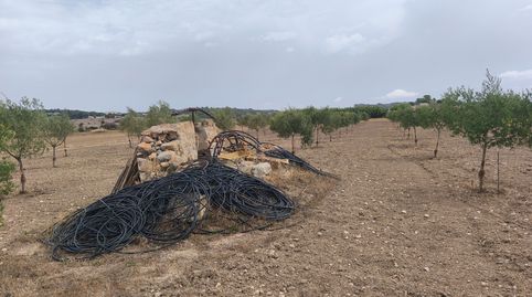 Finca con pozo y plantación de oliveras, immagine 2