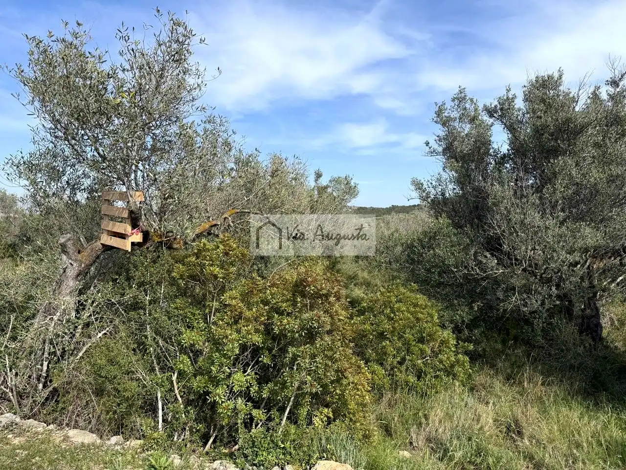 Terreno rustico in vendita a oliveres, imagen 2