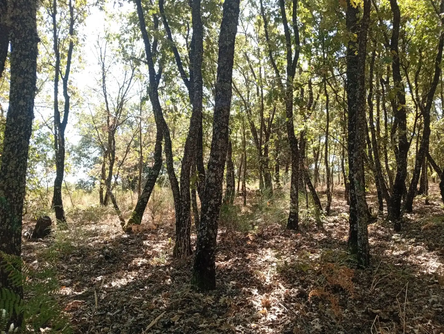 Terreni e lotti in vendita a Villanueva de la Vera, imagen 74