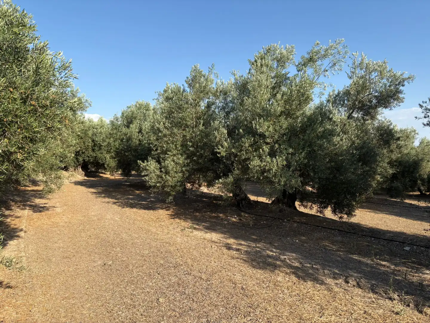 Terreni e lotti in vendita a Calle Atalayuela 9, imagen 3