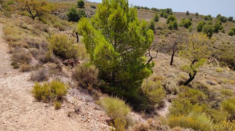 Terreno en venta en Alcolea, imagen 4