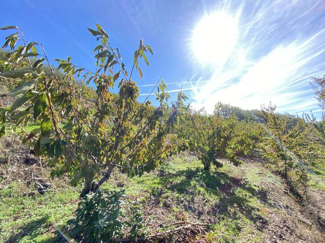 Terreno en Venta en Barrado