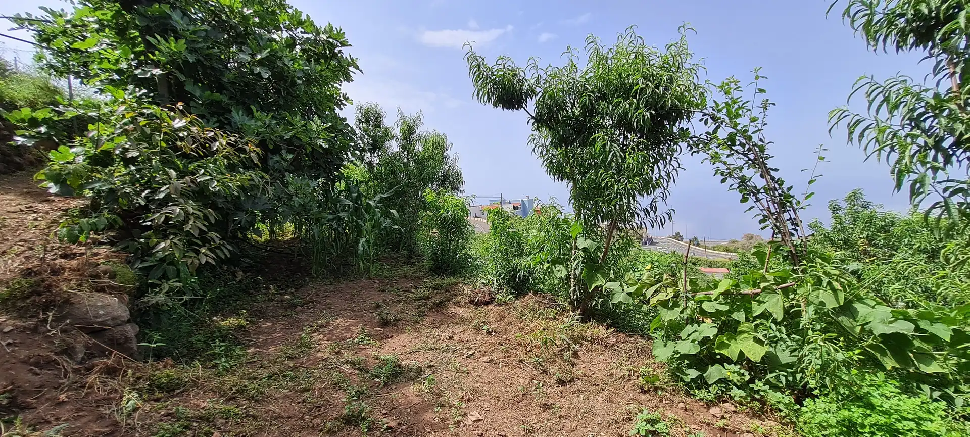 Finca rústica en venda a Icod de los Vinos pueblo