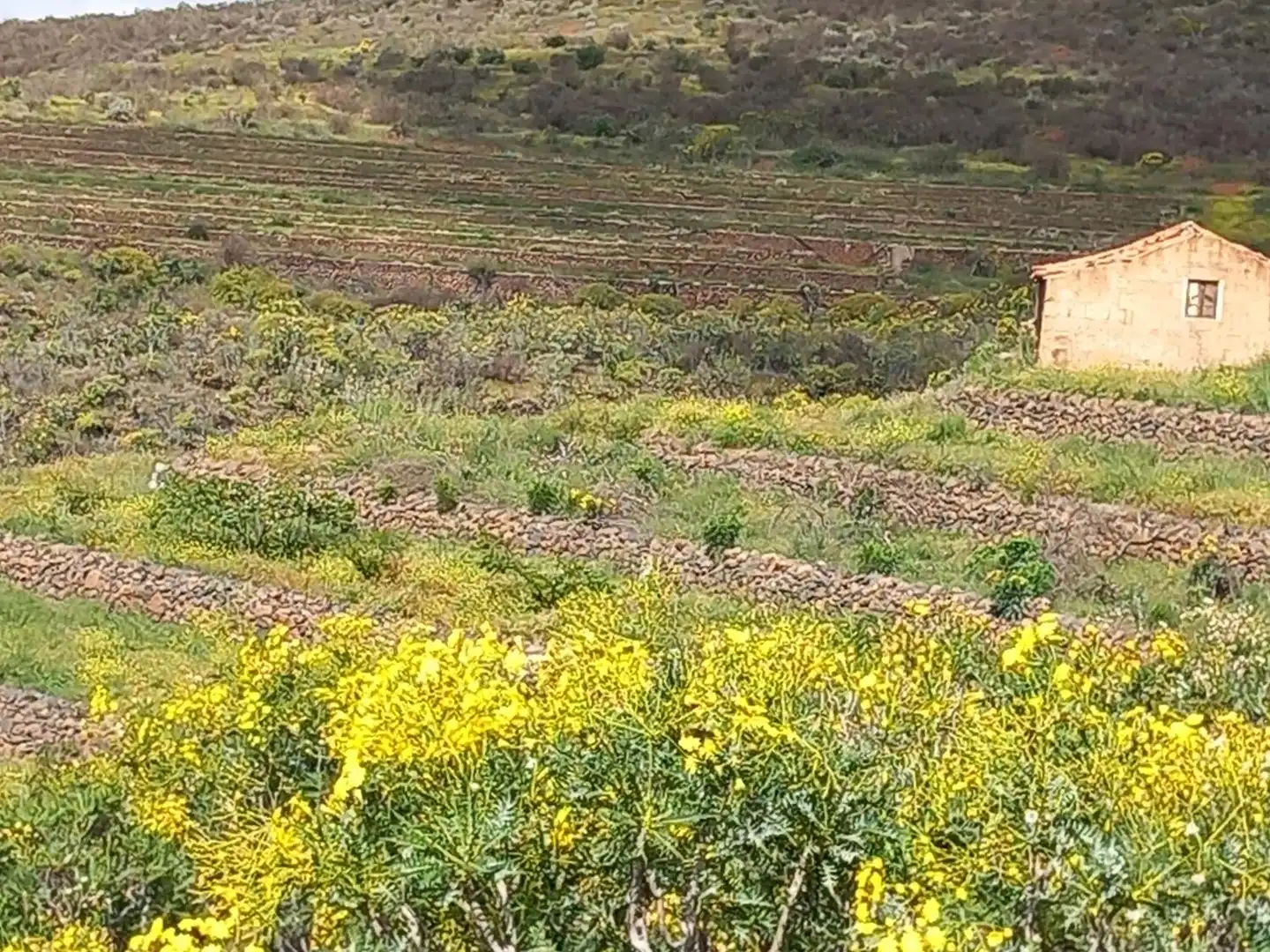 Casa o chalet en venta en Vilaflor de Chasna con Jardín privado