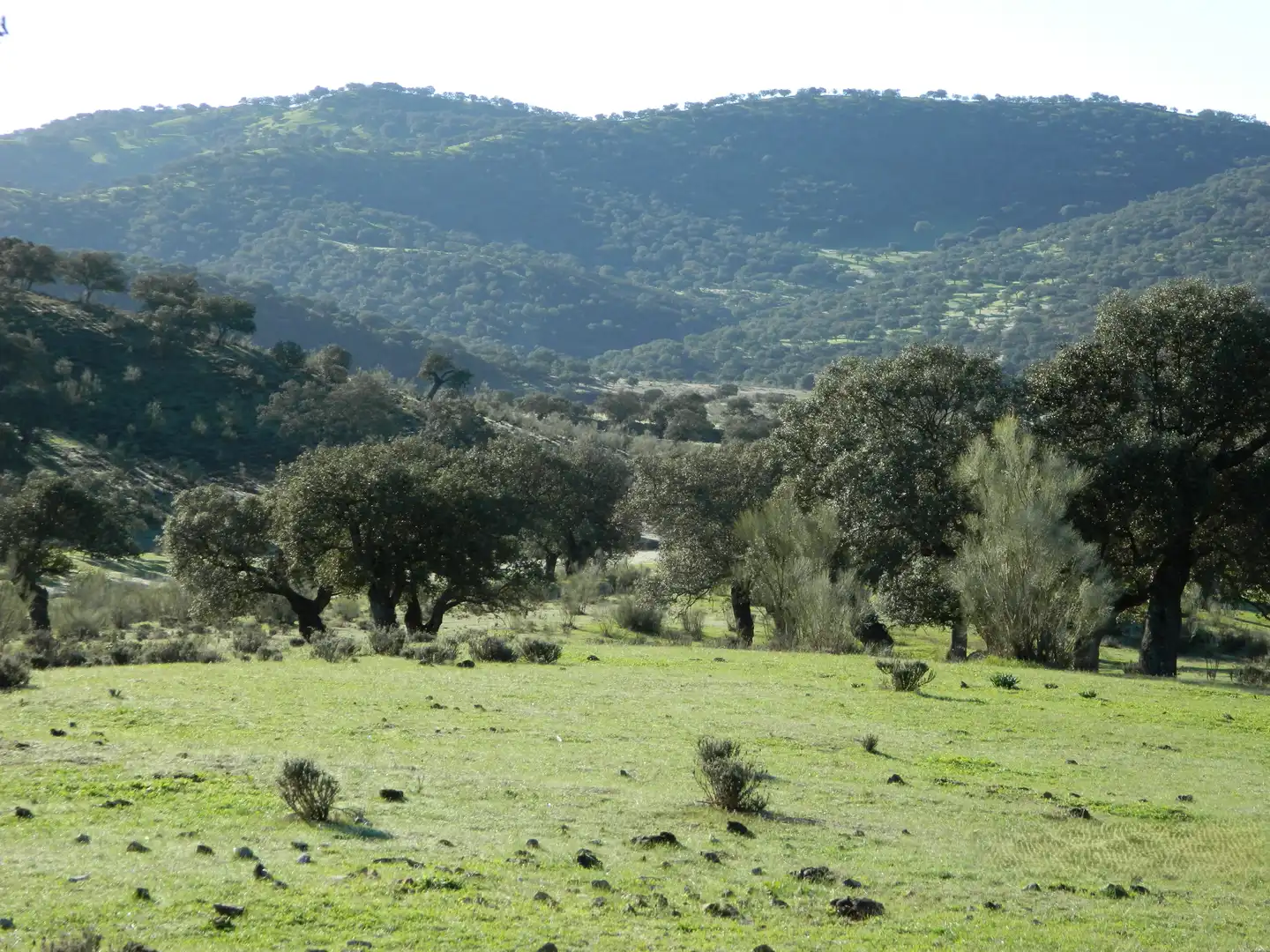 Rural land for sale in La Hispanidad - Verdeluz, imagen 8