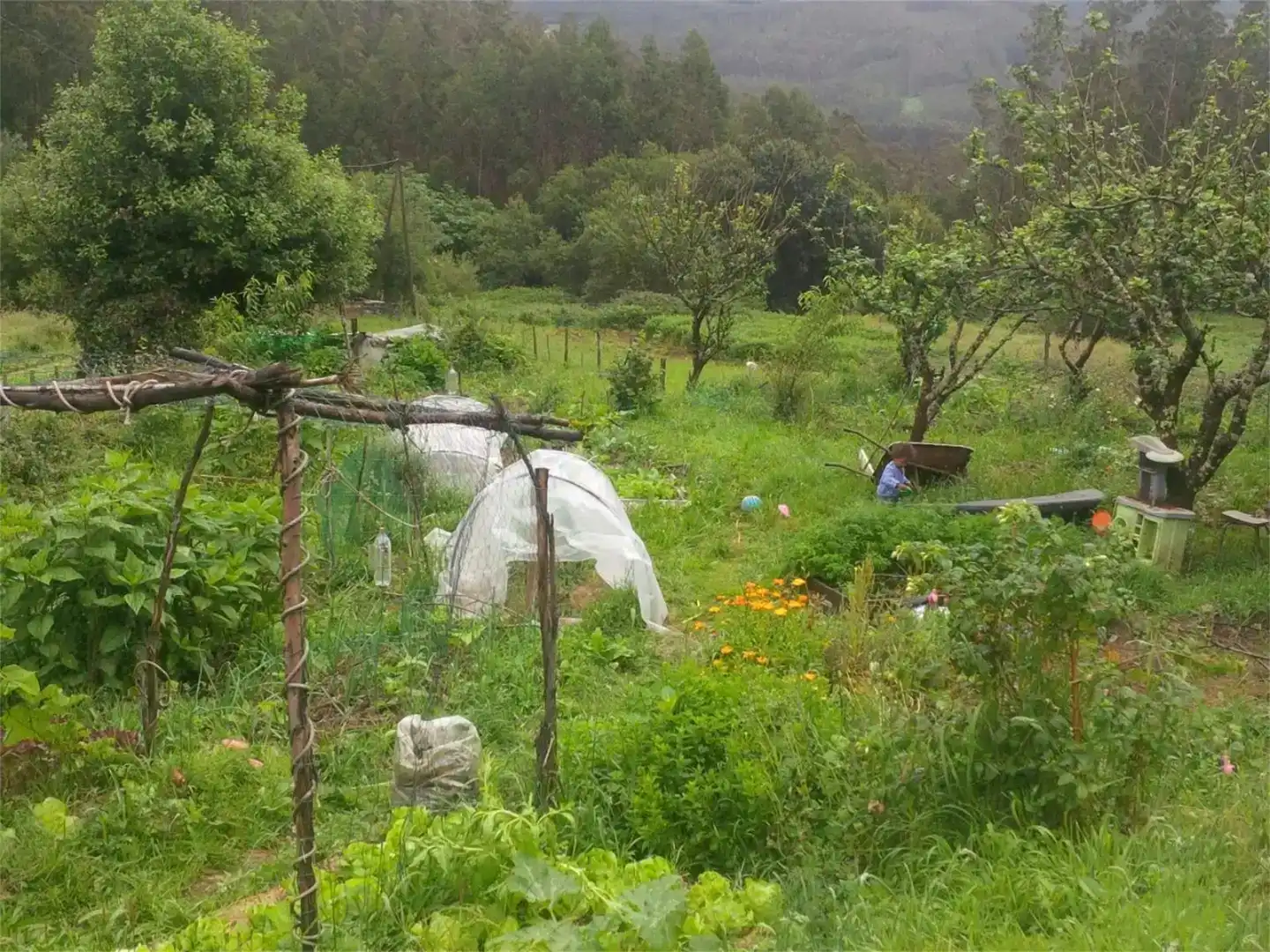 Jardí de Finca rústica en venda en Cedeira