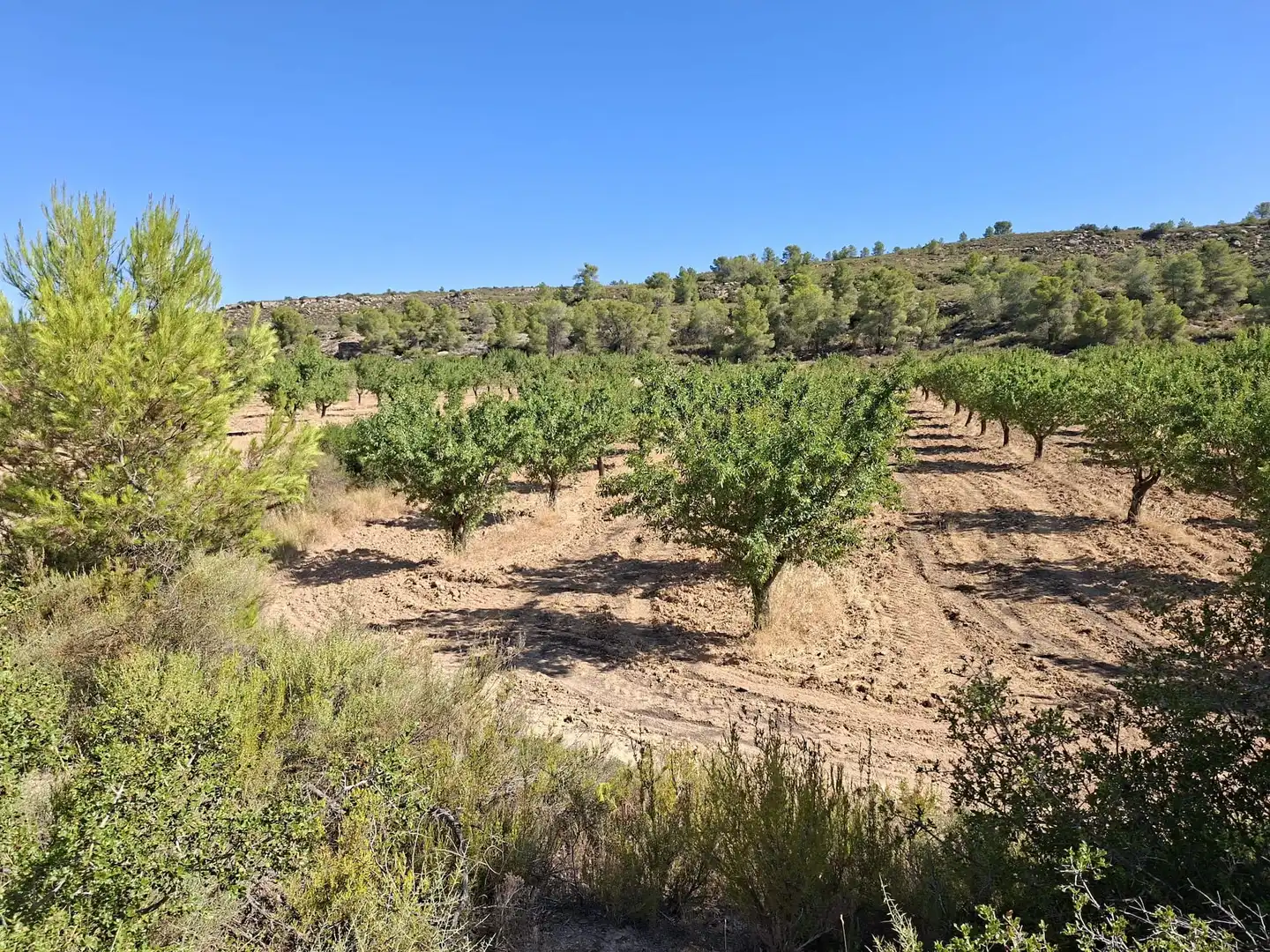 Finca rústica en venta en Maella