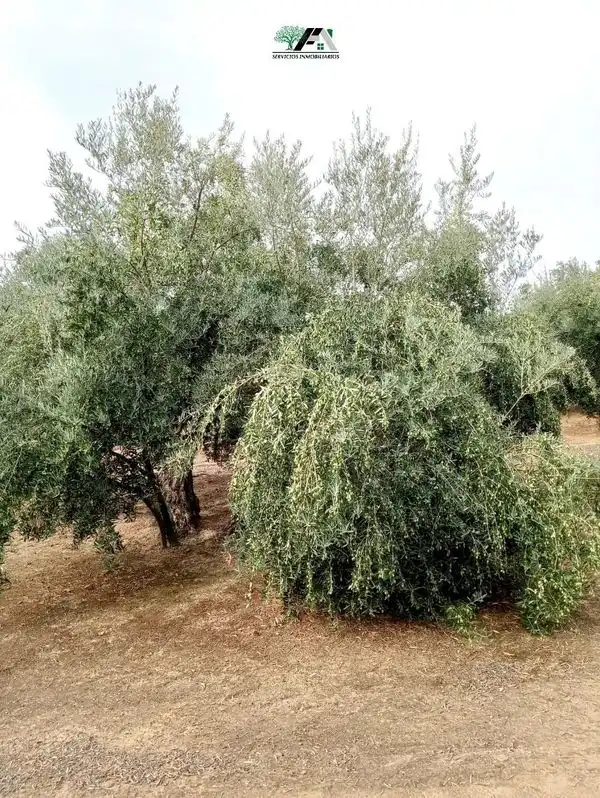 Jardín de Terreno en venta en Torrubia
