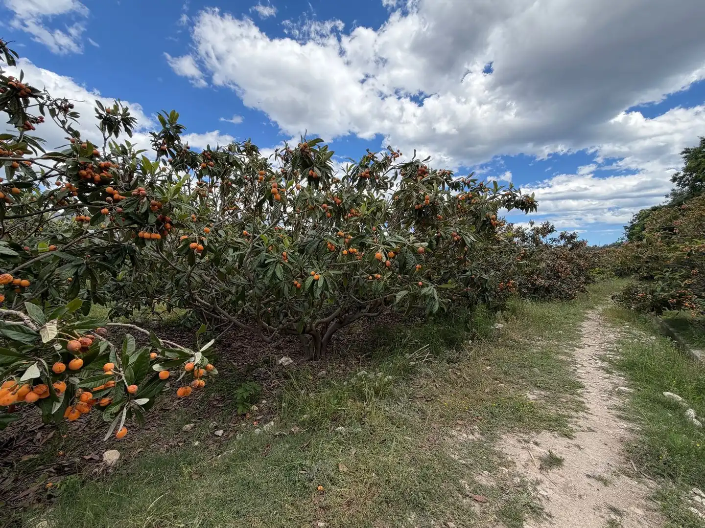 Finca rústica en venda en La Nucia amb Traster