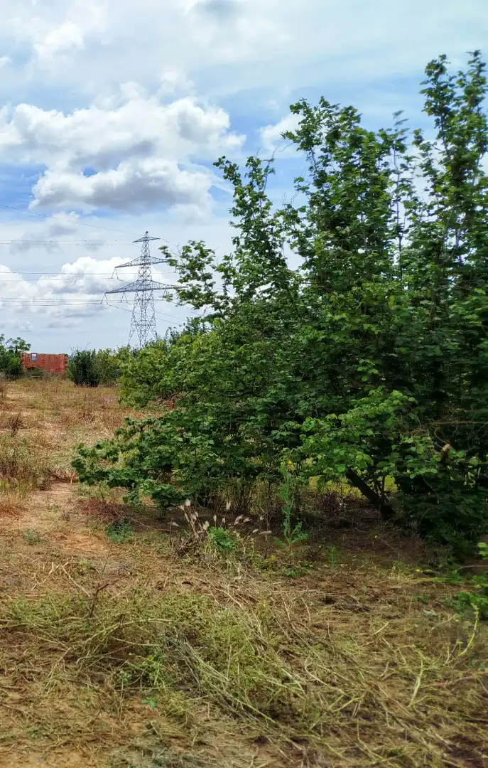 Land for sale in Vilallonga del Camp