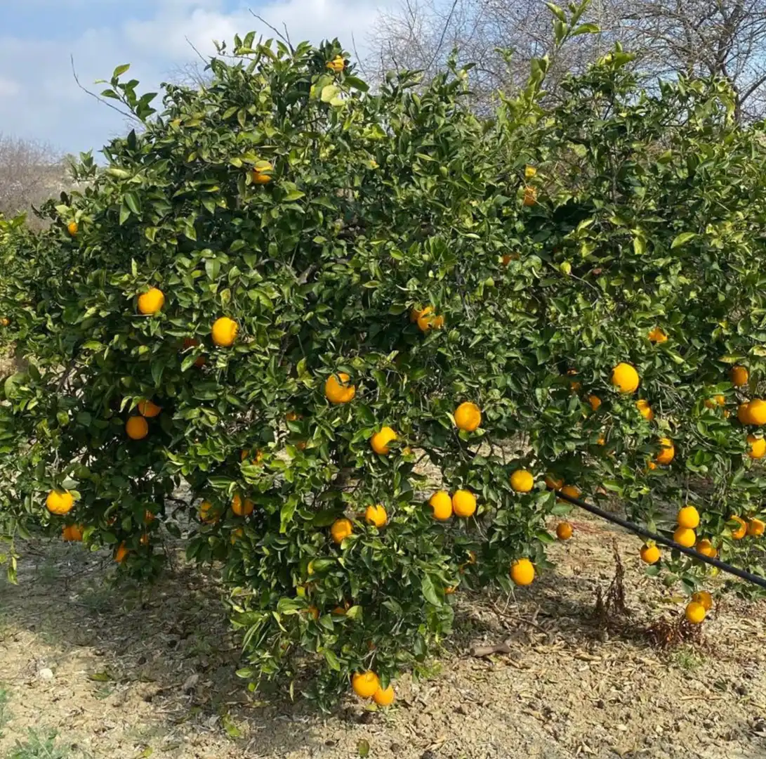 Terreno rustico in vendita a Casalpalma - Fahala, imagen 4