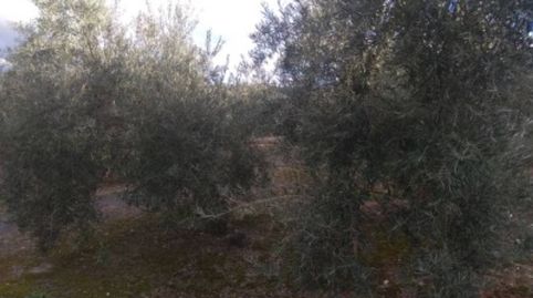 OLIVAR EN VENTA, imagen 2