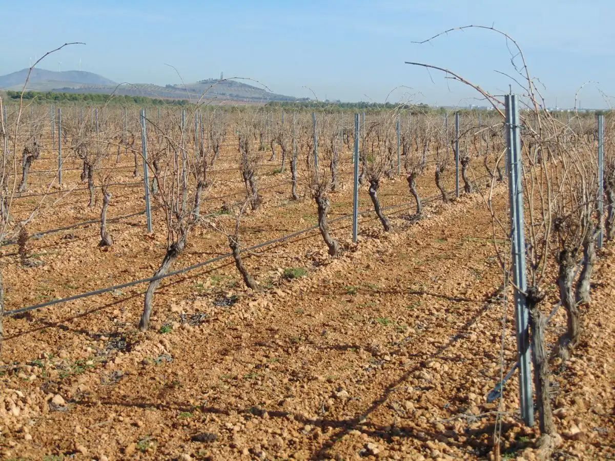 Rural land for sale in Valdepeñas, imagen 22