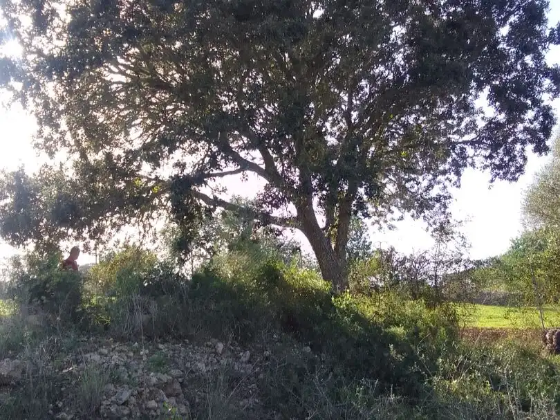 Terreno rustico in vendita a Son Manera 9, imagen 2