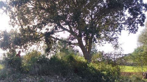 Terreno rustico una preciocidsd, imatge 2