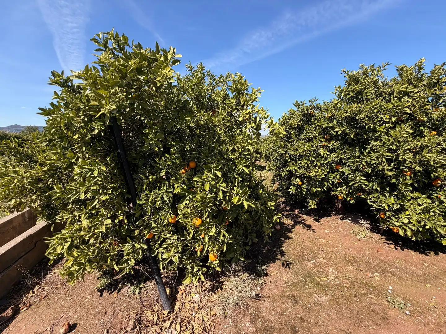 Rural land for sale in Almenara, imagen 40