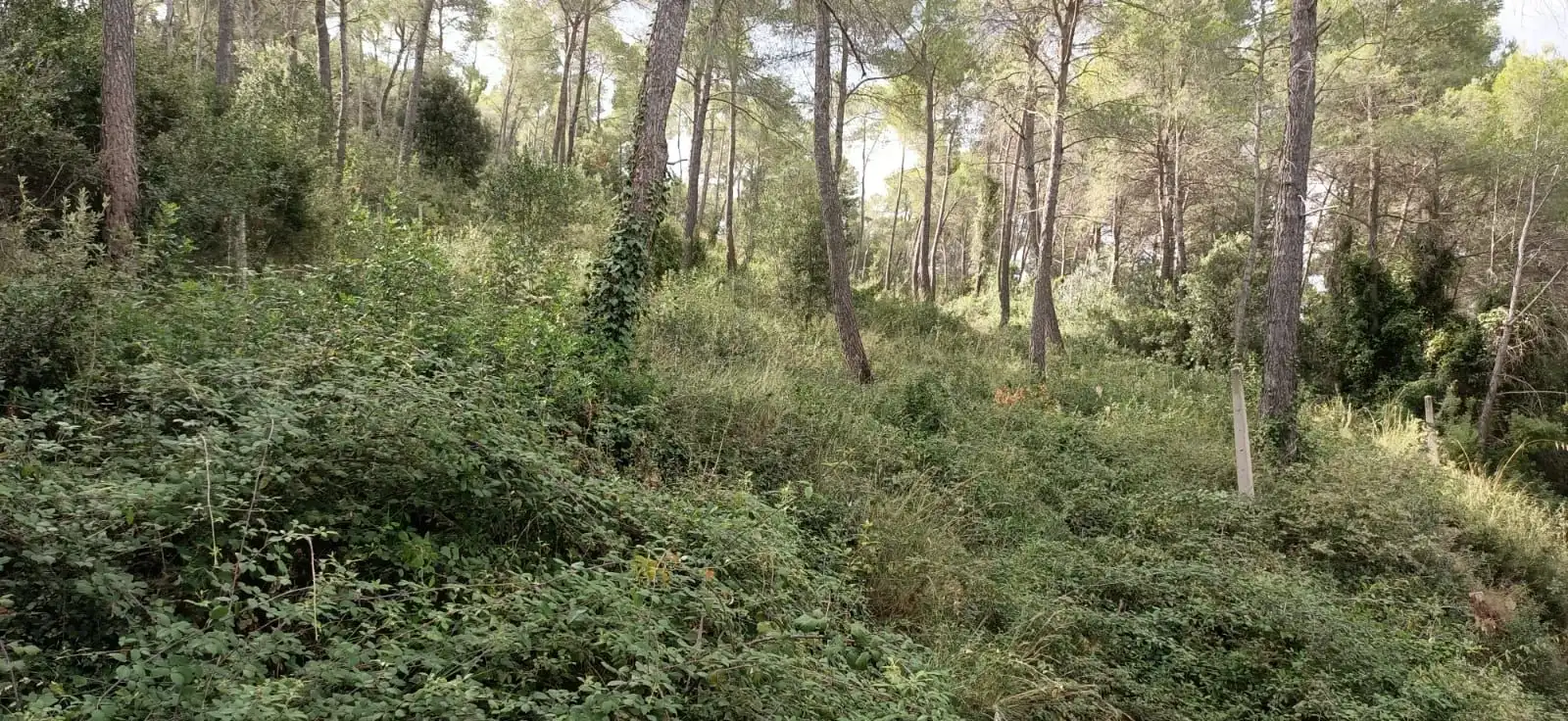 Wohnbaugrundstück zum Verkauf in Corbera de Llobregat, imagen 2