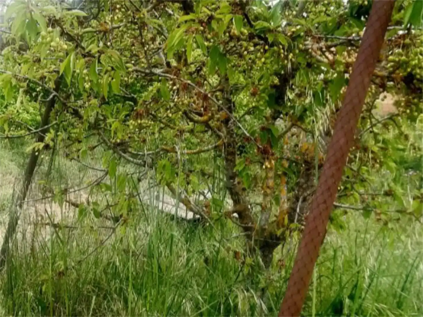 Jardí de Finca rústica en venda en Vezdemarbán