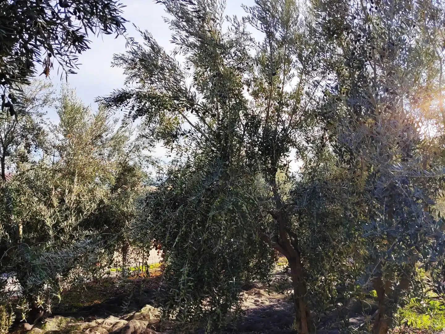 Terreni e lotti in vendita a Padul, imagen 31