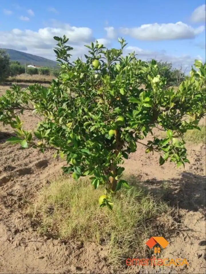 Terreni e lotti in vendita a Oeste, imagen 6