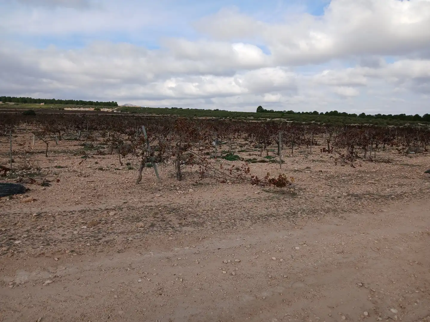 Residential land for sale in Yecla, imagen 20