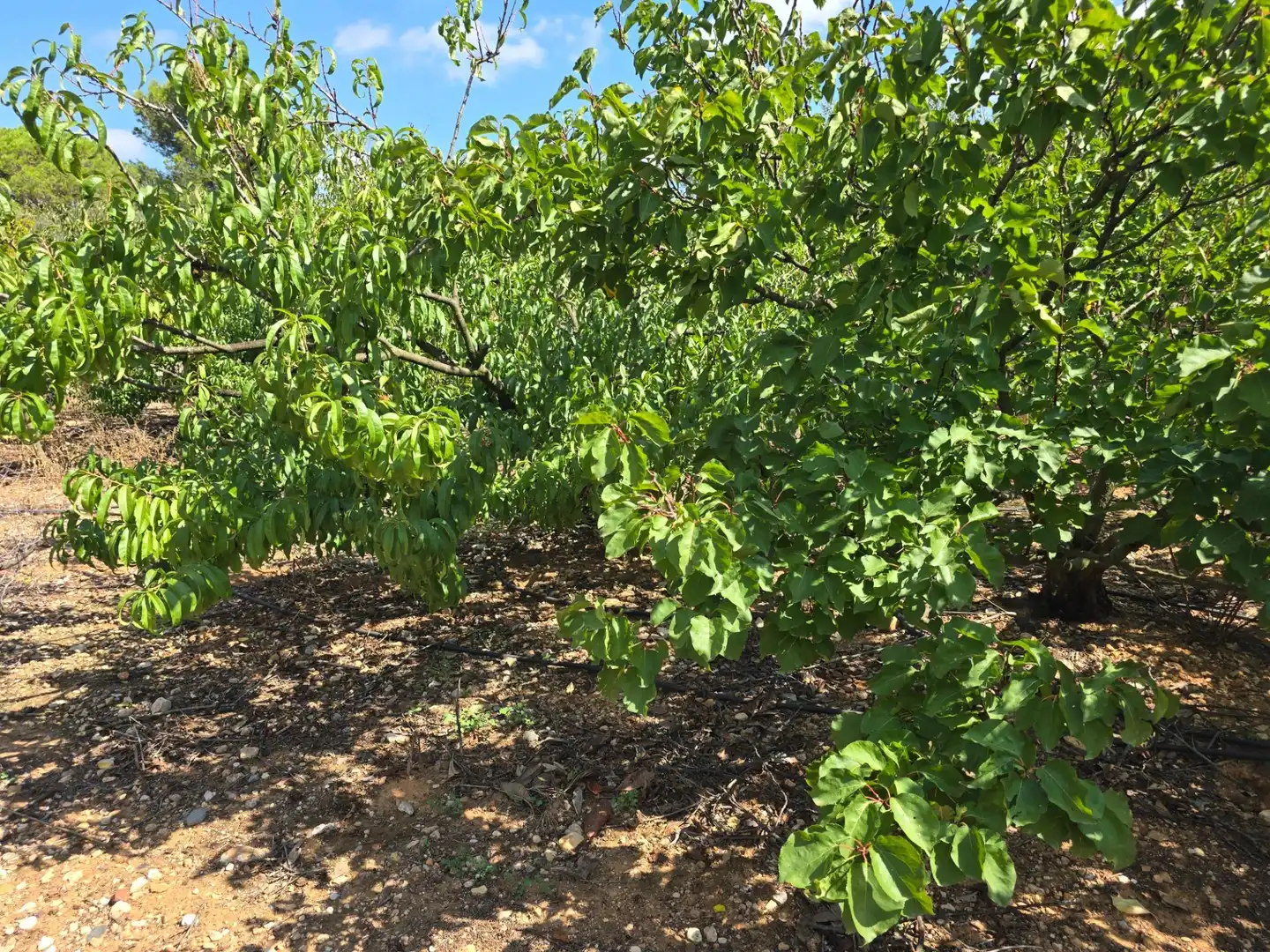 Finca rústica en venta en Freginals con Jardín privado